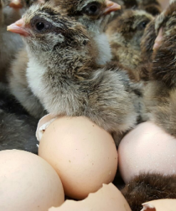 Brahma Chicken Eggs for Sale - Dozen Pasture-Raised Eggs