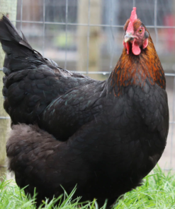 Copper Maran Chicken for Sale