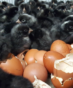 Copper Maran Chicks for Sale