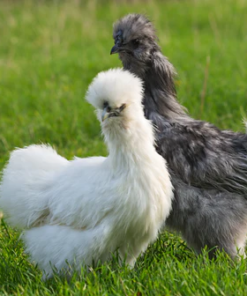 Silkie Chickens for Sale