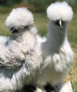 Silkie Chicks for Sale