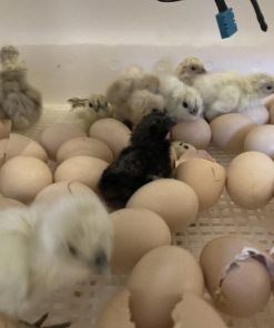 Silkie Chicken Hatching Eggs