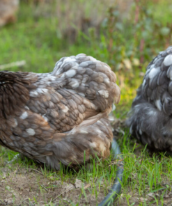 Bantam Cochin Chicken