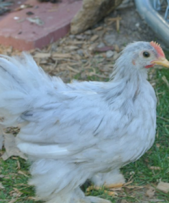 Cochin Chicks for Sale