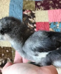 Jersey Giant Chicks for Sale