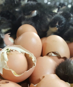 Jersey Giant Eggs for Sale