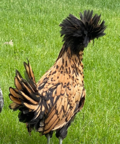 Polish Chickens for Sale