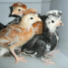 Heritage Baby Chicks