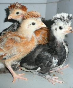 Heritage Baby Chicks