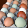 Hatching Chicken Eggs for Sale