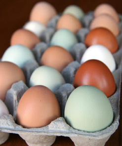 Hatching Chicken Eggs for Sale