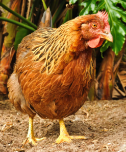 Welsummer Chickens for Sale