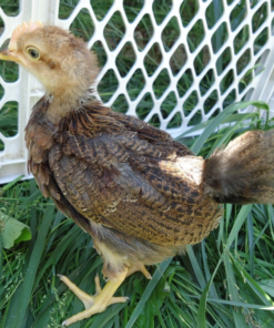 Welsummer Chicks for Sale