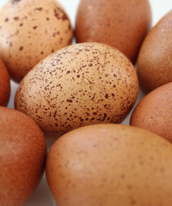 Welsummer Chicken Eggs