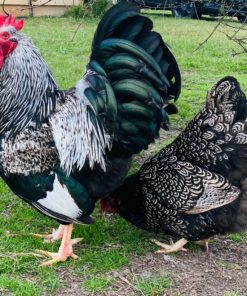 Barnevelder Chickens for Sale