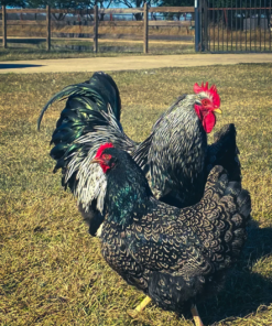 Heritage Chicken Breeds