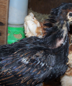 Barnevelder Chicks For Sale