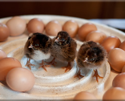 Barnevelder Hatching Eggs