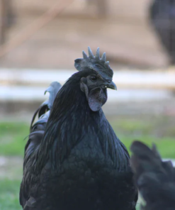 Ayam Cemani For Sale - 1 Hen