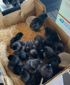 Ayam Cemani Chicks For Sale