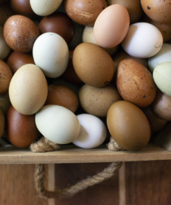 ayam cemani chicken eggs for sale​