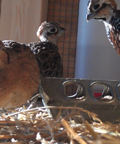 Quail for Sale
