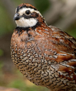 quail chicks for sale