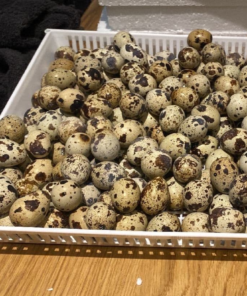quail hatching eggs for sale​