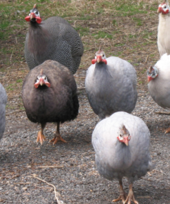guinea fowl for sale