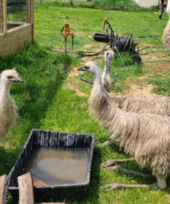 emu for sale
