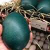 Emu Eggs For Sale