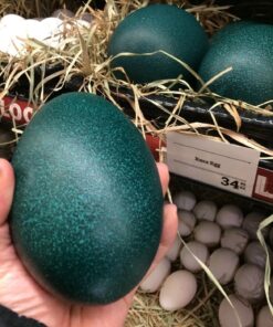 Emu Eggs For Sale
