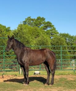 mustang dark horse for sale | Wild & Gentle Mustangs