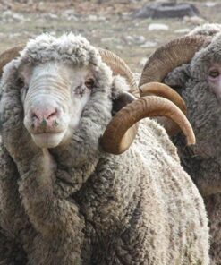 rambouillet sheep for sale