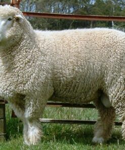Romney Sheep for Sale