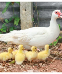 muscovy duck chicks for sale