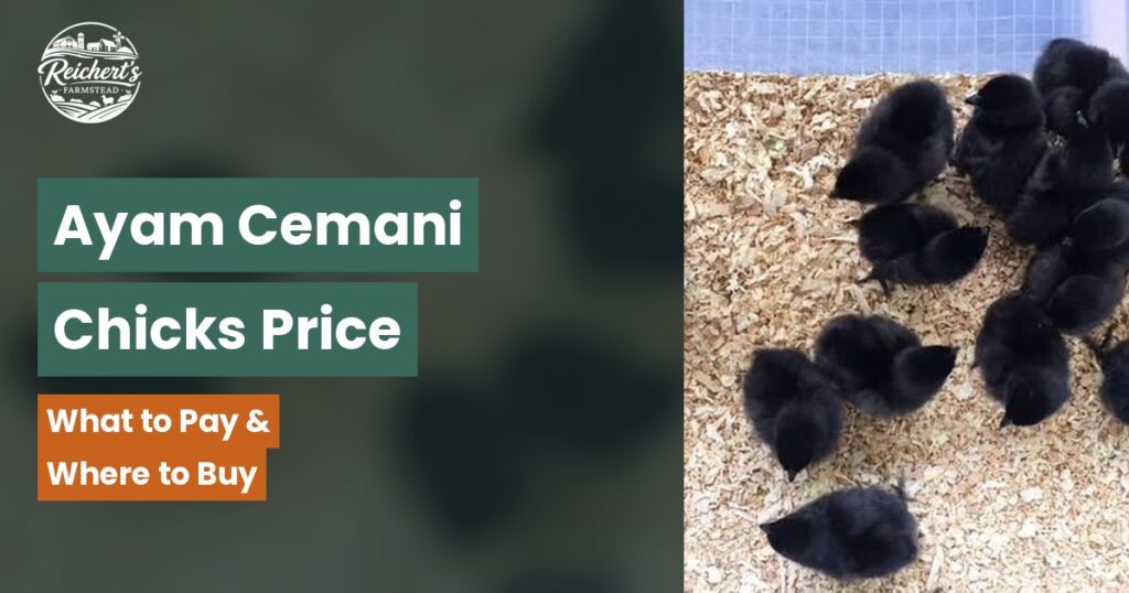 Ayam Cemani chicks price guide, black Ayam Cemani chick