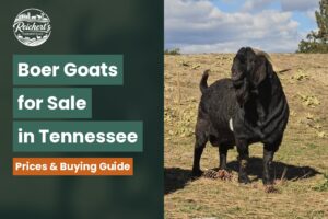 Boer goats for sale in Tennessee, healthy Boer goats