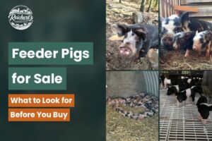 Feeder pigs for sale