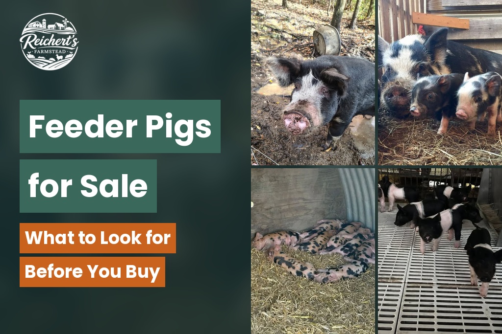 Feeder pigs for sale