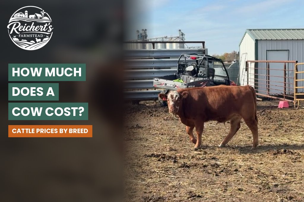 how much does a cow cost - Angus cattle on pasture at Reichert's Farmstead