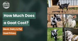 how much does a goat cost