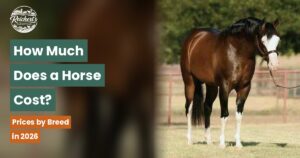 How much does a horse cost, horse prices by breed