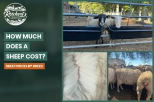 How much does a sheep cost, sheep prices by breed